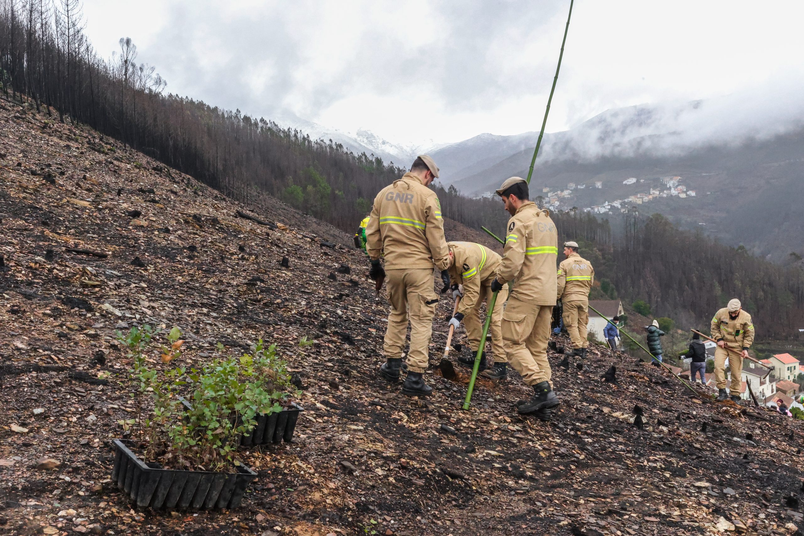 Município de Seia refloresta áreas dos Condomínios de Aldeia afetadas pelos incêndios